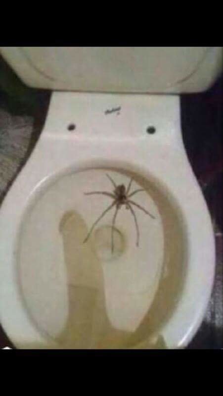 Giant poop in toilet confirm Giant poop in toilet consider, that